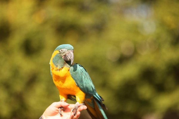 Welche Futterergänzungen sind für meine Katze vorteilhaft?