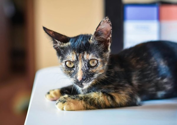 Wie kann ich das Verhalten meiner Katze besser verstehen?