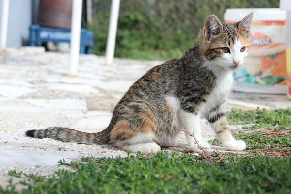 Was sind die besten Praktiken zum Umgang mit aggressiven Hunden?